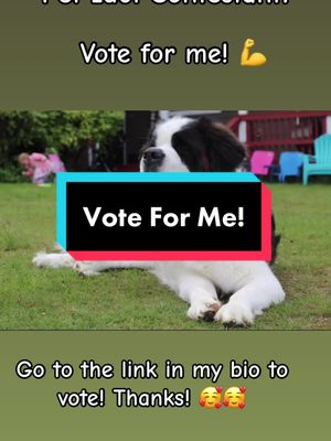 A post by @bernthesaint on TikTok caption: Hi frends! I have entered into the Kodiak Pet Idol Competition. Would you show me some love by voting for me through the link in my bio? Let’s go!! 🥰🐶 #dogsoftiktok #saintbernard #dogs #fyp #alaska #kodiak #fypシ #dogtok #foryou #voteforme #vote #Love #fypage #fypシ゚viral #fyppppp #loveme