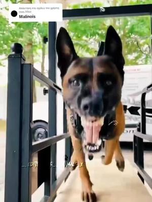 A post by @x_.edits_.for_.animals_x on TikTok caption: Απάντηση στον χρήστη @mas.50zz Next breed? #foryoupage #fypシ #malinoisdog 