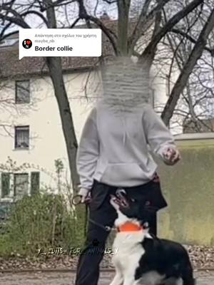 A post by @x_.edits_.for_.animals_x on TikTok caption: Απάντηση στον χρήστη @maybe_nb Next? #foryoupage #popular #viralvideo #bordercollie #training 