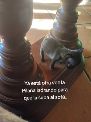 A post by @kukibird on TikTok caption: De verdad que no me importaría estar escuchando tus ladridos un poco mas.. #bulldog #pidaña 💔