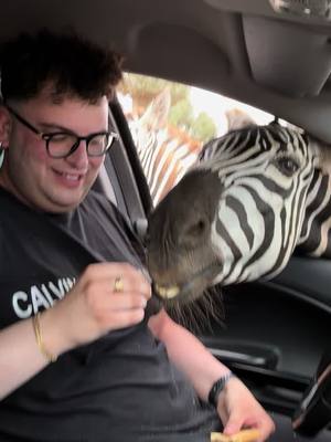 A post by @gaetanomauriello on TikTok caption: Da notare la mia ragazza alla fine😂😂 @Giuseppina Fusco #comedia#perte#foryou#zoofasano#zebra#viral 