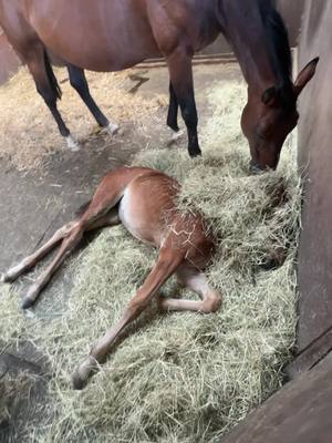 A post by @beckysheridan6 on TikTok caption: Who needs a bed when you can lie in mummys dinner 😂 #fellsidehorses #horse #foal #fyp #foryoupage #equine #equestrian #foalsoftiktok #showjumper #showjumping #horsesoftiktok #horsetok