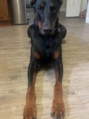 A post by @atlas_the_doberman on TikTok caption: #fyp #aifilter #doberman #Atlas 