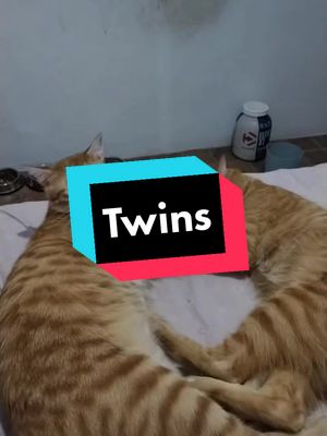 A post by @tilatequilacat on TikTok caption: Amor de hermanos 💖😻#kitten #kitty #kittensoftiktok #cat #cats #catlover #mascotas #catsoftiktok #catstagram 