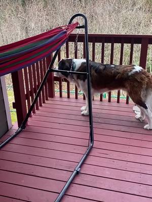 A post by @bernthesaint on TikTok caption: Just enjoying the breeze on his face! 🥰 Please check the bio to vote for him! ✔️ #dogsoftiktok #PetsOfTikTok #dogtok #doglover #saintbernard #kodiak #alaska #fyp #fypシ #foryou #fypシ゚viral #voteforme #vote #Love #givemesomelove #thanks #fypage #tiktok #makeitgoviral #dogs #pet