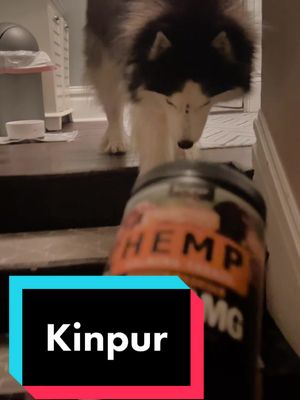 A post by @margothehuskypup on TikTok caption: Margo loves @kinpur_petcare products! Shes goes crazy for any of their treats and with fireworks season upon us, the calming treats were especially welcome. Visit the link in our bio for 20% off your order. Use the code: MARGO20XX #kinpur #husky #huskiesoftiktok 