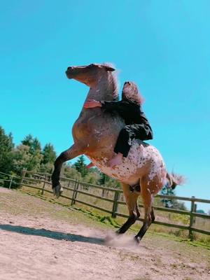 A post by @inu.do on TikTok caption: Rearing in the sun #horse #horsesoftiktok #horses #rearinghorse #bareback #noreins #rider #duet #Summer #appaloosa #horselover #horsetraining #friends #together #fyp #animals #equestrian 