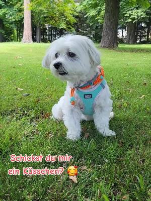 A post by @billyengel99 on TikTok caption: Nur für dich 🥰💋🥰💋#billyengel99 #süßerhund #süß #cutedog #cute #fypシ #fyp #fy 