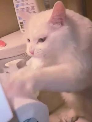 A post by @carson.wow on TikTok caption: #catsoftiktok #cat #animals #funnyvideos #foryou #pet 