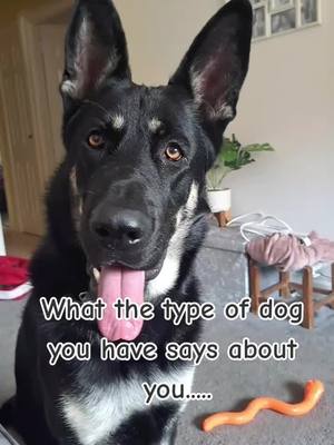 A post by @bluethepuppy21 on TikTok caption: Must be true 💁‍♀️ #Love #foryoupage #dogsofttiktok #gsd #gsdpuppy #germanshepherd