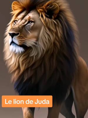 A post by @halinecookies77 on TikTok caption: Le lion de Juda.  Apocalypse 5.5 Et l'un des vieillards me dit: Ne pleure point; voici, le lion de la tribu de Juda, le rejeton de David, a vaincu pour ouvrir le livre et ses sept sceaux. #thelionofjudah #yeshoua #mashiah #fyp #christianisme #vieeternelle #religion 