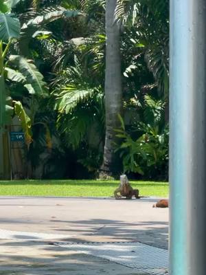 A post by @liseth_leyva on TikTok caption: 🦎 #iguana #mazatlansinaloa #palmtrees #explorepage #fyp #parati #gavianaresort #bigiguana #viralvideo