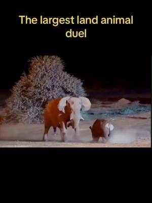 A post by @wildlifeobservatory on TikTok caption: #animals #wild #elephant #rhino #duel