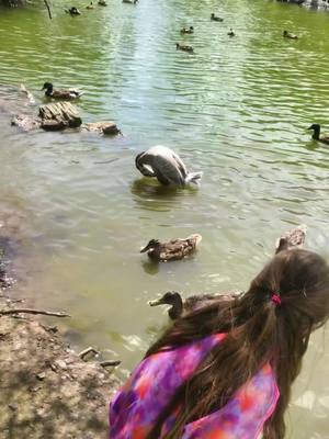 A post by @nataliec93 on TikTok caption: #ducks #penquins #fotawildlifepark #cork #ireland #funday 