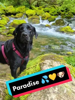 A post by @marleysfunnylife on TikTok caption: Holidays in Paradise 💦💛🐶 #wasserrate #happydoghappylife #marleysfunnylife #holidaywithdog #doglover #dogthatswim #chillerdog #summertime #dogsoftiktok #dogprincess #