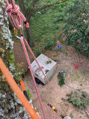 A post by @waybackwilderness on TikTok caption: Sketchy climb , solid rigging 🦾#arborists #treework #pensacola #waybackwilderness 