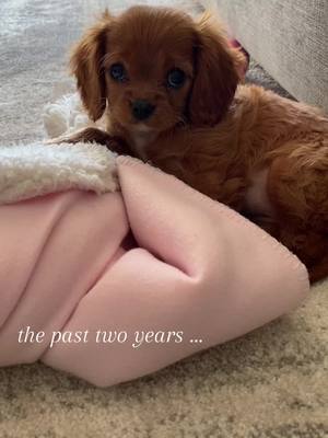 A post by @yuzuthecav on TikTok caption: recap! #cavalierkingcharlesspaniel #puppiesoftiktok #dogsoftiktok #cavaliercommunity #fyp 