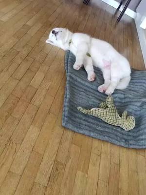 A post by @loki_zehusky on TikTok caption: Tout petit bébé 🥹❤️ #sleepypuppy #sleepingbaby #sleepingdog #sleepingpup #sleepingpuppies #huskypuppies #huskypuppylife #huskypuppylove #huskypuppys 