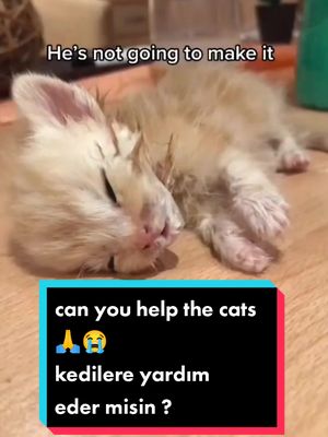 A post by @1kediler on TikTok caption: He kafe it 🥺😻 keşfet tiktokkk#1kediler #1kedilerdünyası #1sevimlikedi #1keşfetteyim #hastakedi #veterineria 