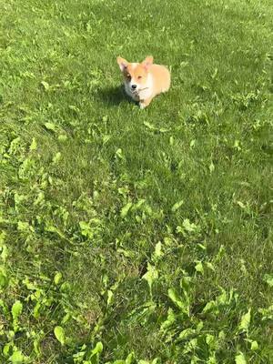 A post by @newhollycorgbine on TikTok caption: #corgi #Running #puppylove #fypシ 