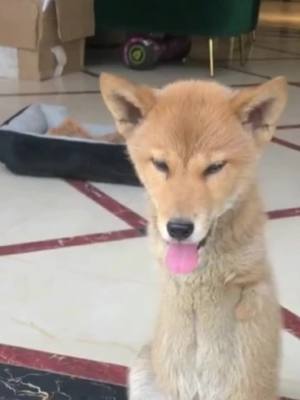 A post by @littlecutebabble on TikTok caption: Congenital legless puppy, very strong, cute, and pitiful#Cute Pet #Dog