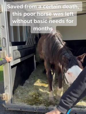 A post by @chevalerie.ca on TikTok caption: Help us welcome this brave warrior, who spent winter month without food. To help him out see our Linktree. Please be kind to those suffering in silence. #helpanimalsinneed #animalrescue #horses #rescueanimals #rescuehorse #animalshelter #rescuedhorsesoftiktok #rescuedhorses 