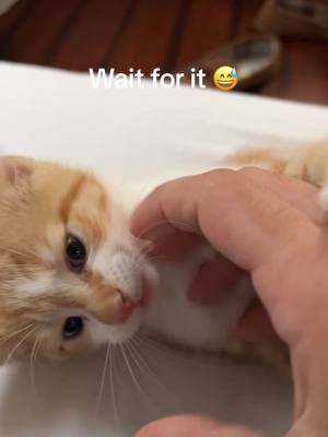 A post by @kino_716 on TikTok caption: 1 year ago today 😂 #catlover #meow #pets #kittens #kitten #kitty #fyp #TransformersVoices #foryoupage 