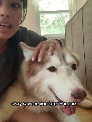 A post by @meelerhusky on TikTok caption: An update this week with Phoenix 