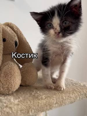 A post by @sobaka.sev on TikTok caption: Ищем Костику дом! 