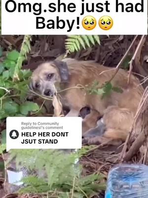 A post by @imok596 on TikTok caption: Replying to @Community guidelines!   Take her home!♥️♥️#fyp #dog #helpothers #puppy #puppylove 