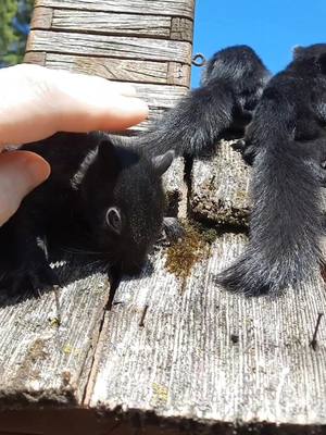 A post by @pinkcheckers2020 on TikTok caption: 🥰🥰🥰🥰🥰🥰🥰 #squir #squirrel #animallover #toocute #furbaby #babylove #wildlife