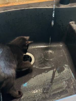 A post by @the_glam_clowder on TikTok caption: Who doesn’t like to watch a 3 month old kitten playing with water. #catsoftiktok #kittensoftiktok #george #kitten #playtime #babyboy #sink #water #foryoupage #foryou #fypsounds 