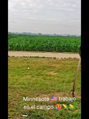 A post by @alfredomeza202 on TikTok caption: #parati #sueñoamericano #trabajoenelcampo🌽🌽 #usa🇺🇸 #singenta