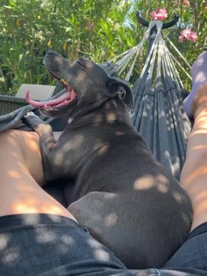 A post by @syrahstaffie on TikTok caption: 🥲 #pourtoi #fypシ #fypシ゚viral #fyp #fypage #staffy #chien #chiot #Love #loveyou #amour #foryoupage #blue #dog #viral #staffylove 