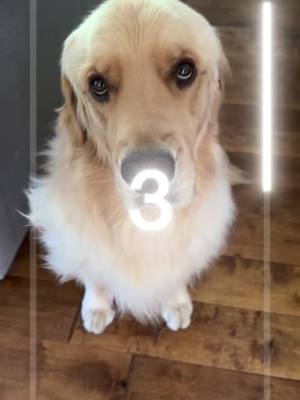 A post by @champgoldenpup on TikTok caption: Had to try this trend #fyp #pawpatrol #goldenretriever 