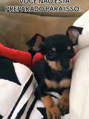 A post by @carolinenis on TikTok caption: Minha piiiiilha, p/ sempre minha Gi ❤️🫶🏽 #dog #pinscher #cachorro #amor 