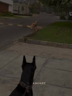 A post by @videofoprof.__ on TikTok caption: credit:@  @🌑༺ȶɦɛ ɮʟǟƈӄ ǟռɢɛʟ༻⛓ // Doberman Vs Golden // Tags: // #dogedits #dog #trend #foryourpage #help #accountdeadlikemygrandma #idek #viral #goldenretriever #golden #dobie #doberman #wallpaper #fp #pleasedontflop #capcutedit 