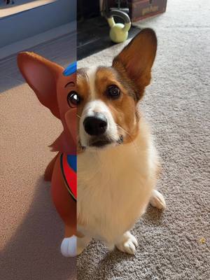 A post by @shannernanner1 on TikTok caption: Bribed him to sit with a tortilla chip #pawpatrol #dog #corgi #filter #corgisoftiktok