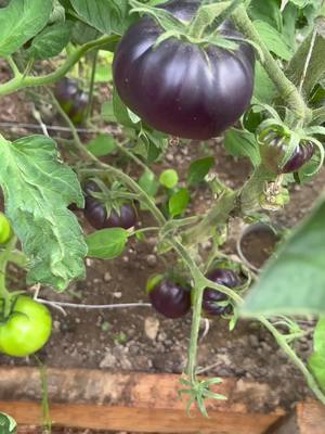 A post by @alex_photo101 on TikTok caption: #alex_photo101 #plants #tomato #tutorial #cucumber #tomatoplants #gardening #greenscreen #paper #viral 