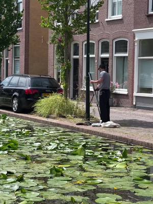 A post by @youngfist on TikTok caption: water lilies of Delft's canals #ArtisticJourney #DelftInspired #ArtisticExpression #NatureLovers #WaterLilyLove