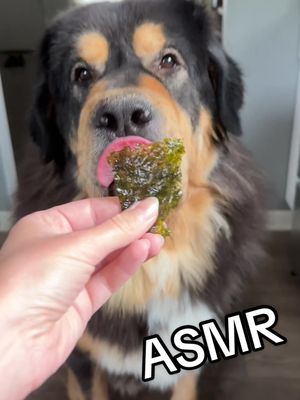 A post by @ruger_and_willow on TikTok caption: ASMR brought to you by seaweed 😛  — Hi friends! Sorry we’ve been MIA we decided to take a couple months off of social media, but wanted to pop in and say hi and we hope everyone is doing well!! 🫶🏼 XO 😘 Ruger, Willow & Daphne (mom) #dogasmr #tibetanmastiff #seaweed #greatdane 