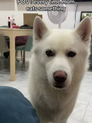 A post by @loki_zehusky on TikTok caption: Toujours affamé celui-ci 😆 #funnydogvideos #hungrydogsbelike #hungrydoggo #hungrydoggo_ #hungrydoggos #funnyhusky #funnyhuskydog #funnyhuskyvideos 