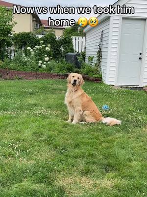 A post by @goldpupteddy on TikTok caption: Oh baby teddy bear 🥹🫶🏻🧸 #goldenretriever #goldenretrieverpuppy 