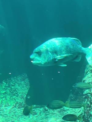 A post by @nick.altman on TikTok caption: watch Ted before this tiktok #capetownaquarium 