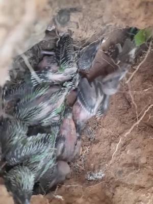 A post by @birdlife_007 on TikTok caption: #bird #birdlife #nature #fyp 