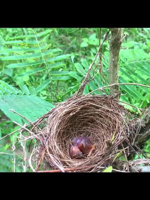 A post by @birdlife_007 on TikTok caption: #bird #birdlife #nature #fyp 