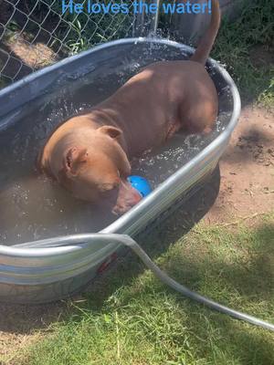 A post by @michael_smith81 on TikTok caption: #bulliesoftikitok #bullies #waterdog #luka #bigboy #fyp 