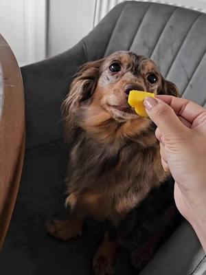 A post by @harleethedachshund on TikTok caption: sharing is caring #dachshund #dogsoftiktok #funnydogs #doxie #fyp #viral 