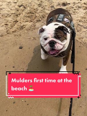 A post by @chicagobulldogs on TikTok caption: #scullyandmulder #Summer #july #2023 #dogs #bulldog #englishbulldog #dogsoftiktok #dog #bullybreed #beach #mtbaldy #dunes #dogbeach