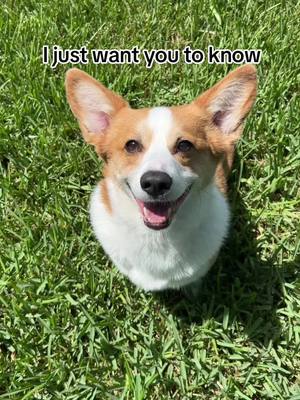 A post by @corgi_with_a_question on TikTok caption: Just wanted you to know… #corgi #corgisoftiktok #weekendvibes #friday #loveyou #motivation #dogsoftiktok #cutedog 